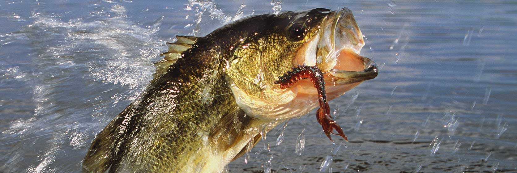 Hooking New Anglers on Winter Catfishing to Sell More Tackle in the Off  Season - Fishing Tackle Retailer - The Business Magazine of the  Sportfishing Industry